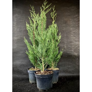 Oszlopos Leylandi Ciprus - Green Rocket