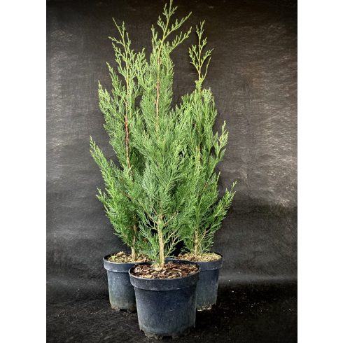 Oszlopos Leylandi Ciprus - Green Rocket