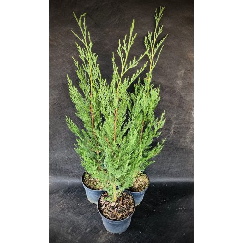 Oszlopos Leylandi Ciprus - Green Rocket