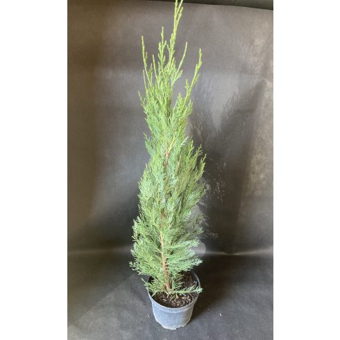 Oszlopos Leylandi Ciprus - Green Rocket