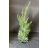 Oszlopos Leylandi Ciprus - Green Rocket