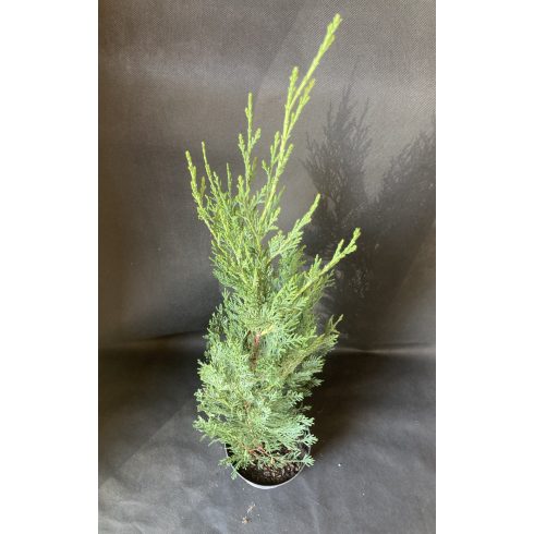 Oszlopos Leylandi Ciprus - Green Rocket