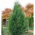 Oszlopos Leylandi Ciprus - Green Rocket