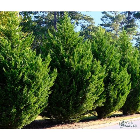 Oszlopos Leylandi Ciprus - Green Rocket