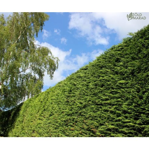 Oszlopos Leylandi Ciprus - Green Rocket