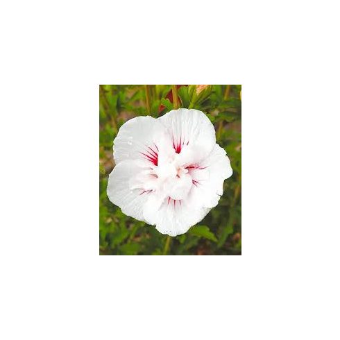 Mályvacserje - Hibiscus syriacus China Chiffon