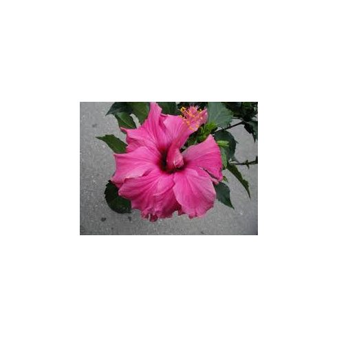 Mályvacserje - Hibiscus syriacus Pink Giant Flogi