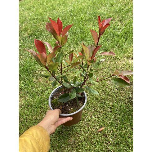 Korallberkenye - Photinia fr. Red Robin