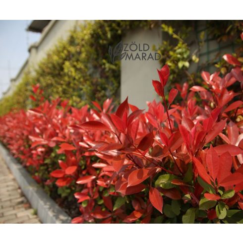 Korallberkenye - Photinia fr. Red Robin