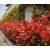 Korallberkenye - Photinia fr. Red Robin
