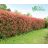 Korallberkenye - Photinia fr. Red Robin