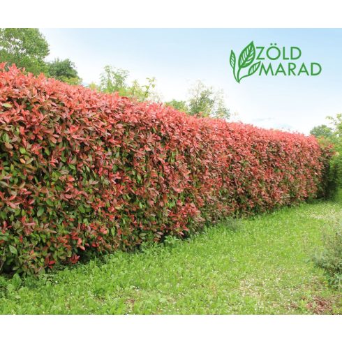 Korallberkenye - Photinia fr. Red Robin