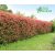 Korallberkenye - Photinia fr. Red Robin