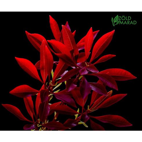 Korallberkenye - Photinia fr. Red Robin