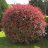 Korallberkenye - Photinia fr. Red Robin