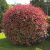 Korallberkenye - Photinia fr. Red Robin