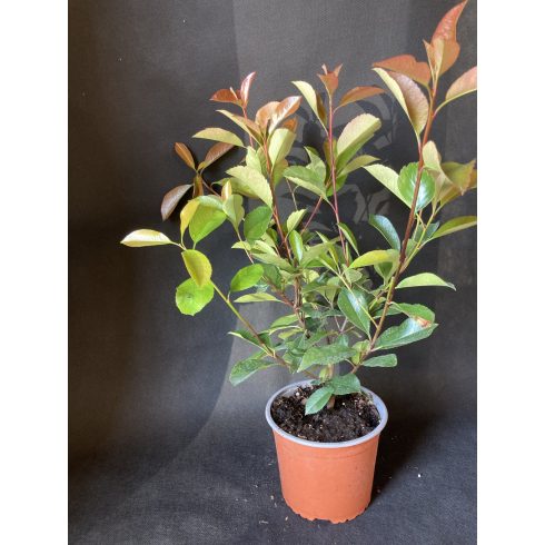 Korallberkenye - Photinia fr. Red Robin
