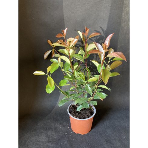 Korallberkenye - Photinia fr. Red Robin