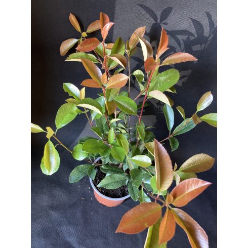 Korallberkenye - Photinia fr. Red Robin