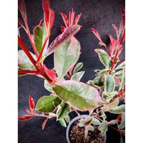 Rózsaszín tarkalevelű korallberkenye - Photinia fr.Pink Marble
