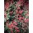   Rózsaszín tarkalevelű korallberkenye - Photinia fr.Pink Marble
