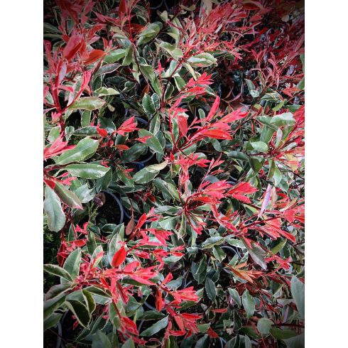 Rózsaszín tarkalevelű korallberkenye - Photinia fr.Pink Marble