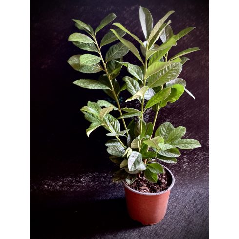Babérmeggy - Novita 60/80 cm 
