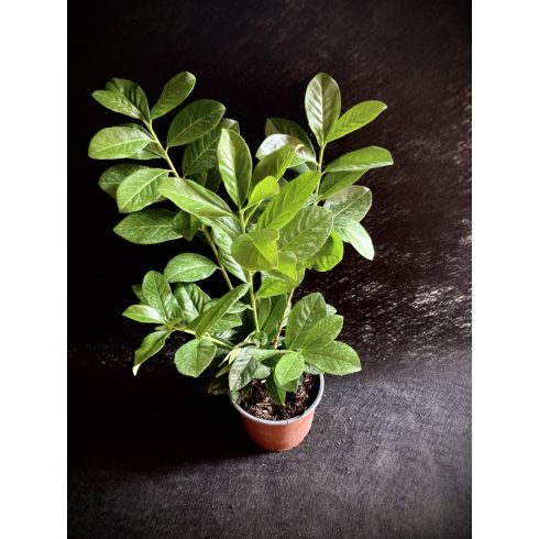 Babérmeggy - Novita 40/50 cm 