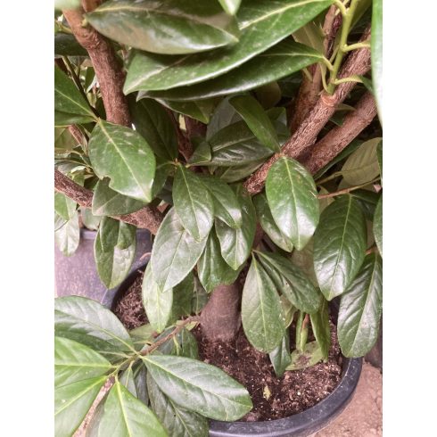 Babérmeggy - Novita 150+ cm