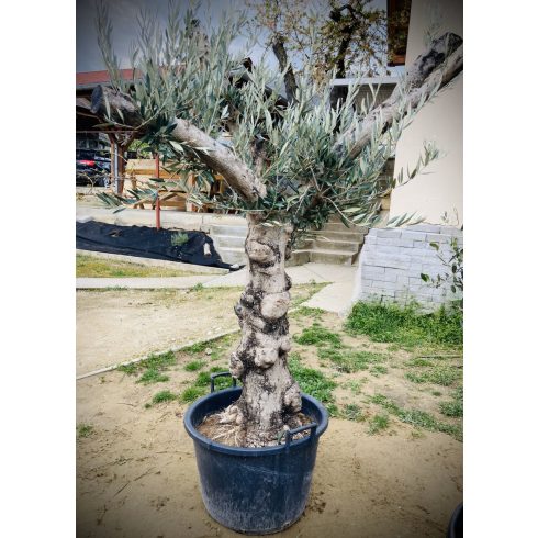 Olajfa - Hojiblanca fajta