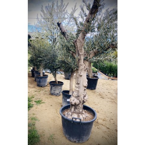 Olajfa - Hojiblanca fajta