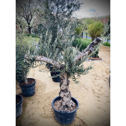 Olajfa - Hojiblanca fajta