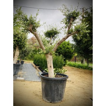 Bonsai formájú Arbequina Olajfa