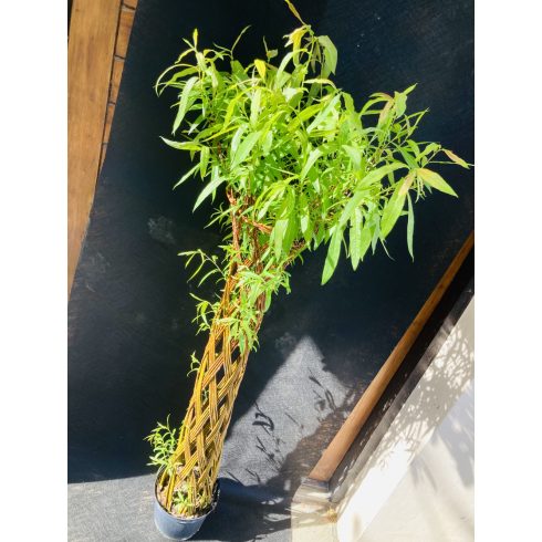 Amerikai fonott törzsű fűz (140 cm)