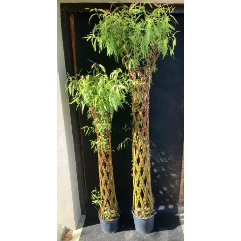 Amerikai fonott törzsű fűz (140 cm)