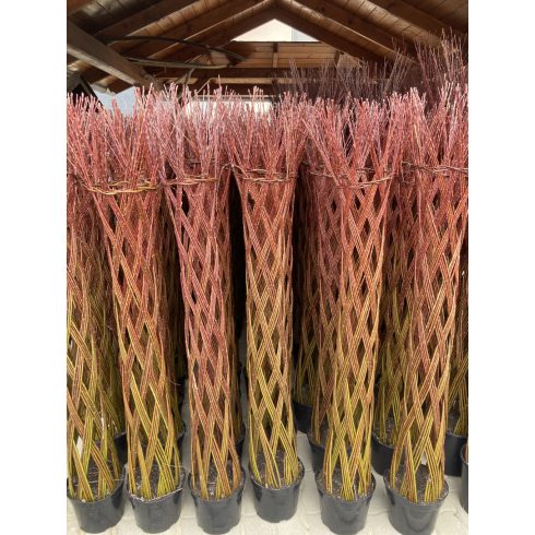 Amerikai fonott törzsű fűz (140 cm)