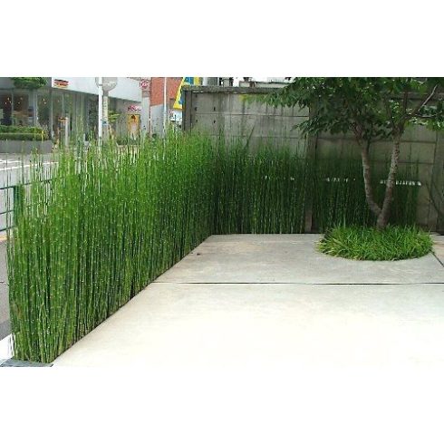 Japán zsúrló ( Equisetum japonicum ) 