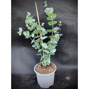 ' Silver Dollar ' Eucalyptus 30/40 cm 