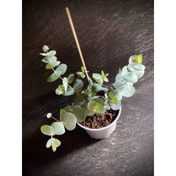' Silver Dollar ' Eucalyptus 