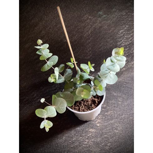 ' Silver Dollar ' Eucalyptus 