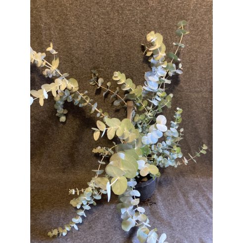 ' Silver Dollar ' Eucalyptus 