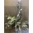 ' Silver Dollar ' Eucalyptus 