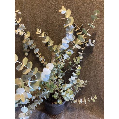 ' Silver Dollar ' Eucalyptus 