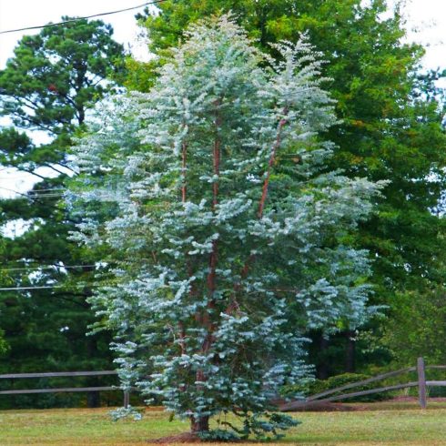 ' Silver Dollar ' Eucalyptus 