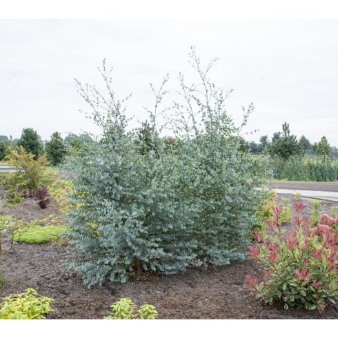 ' Silver Dollar ' Eucalyptus 