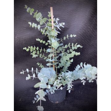' Silver Dollar ' Eucalyptus 70/80 cm 