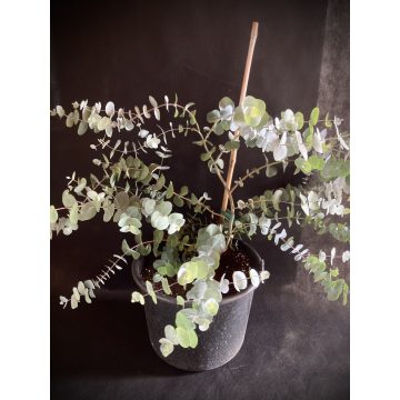 Eucalyptus Silver Dollar