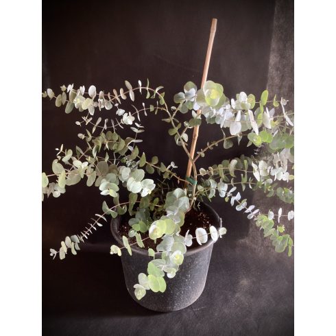 Eucalyptus Silver Dollar