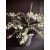 Eucalyptus Silver Dollar