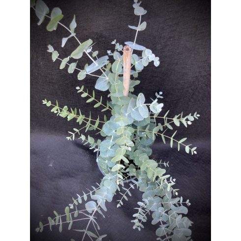 Eucalyptus Silver Dollar